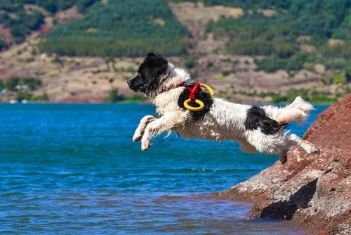 Ньюфаундленд